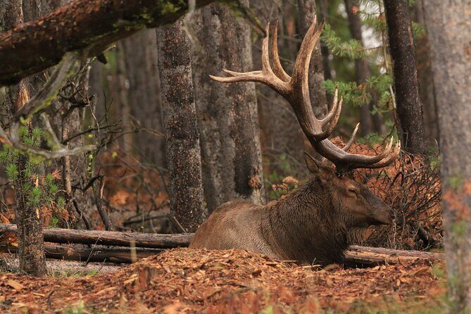 Private Wildlife Safari from West Yellowstone with Lunch - The Sum Up: Is It Worth It?