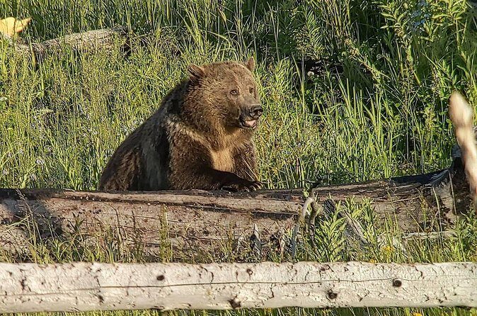 Private Wildlife Safari from West Yellowstone with Lunch - Frequently Asked Questions (FAQs)