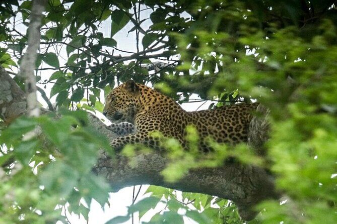 Private Wildlife Safari in Yala National Park Sri Lanka - What to Expect from the Yala National Park Safari Experience