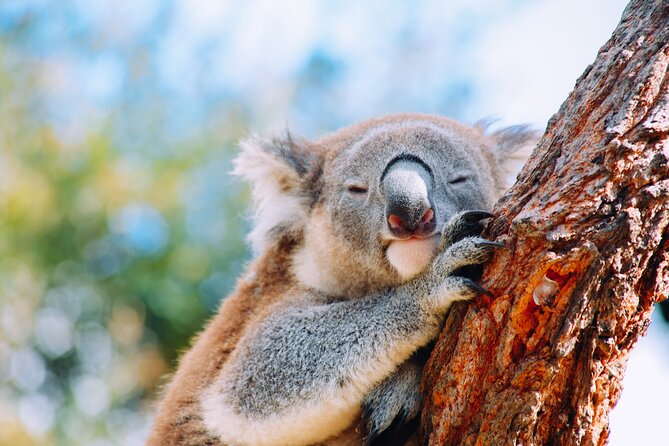 Private Wildlife Waterfalls and Wine Day Tour From Sydney - Wildlife Encounters