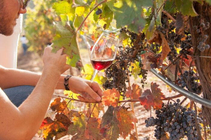 Private Wine, Tapas & Cava Experience From Barcelona - Accessibility and Dietary Accommodations