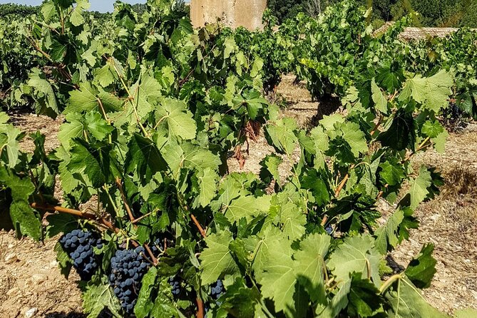 Private Wine Tasting And Visit Tour in Ribera Duero - Lowest Price Guarantee