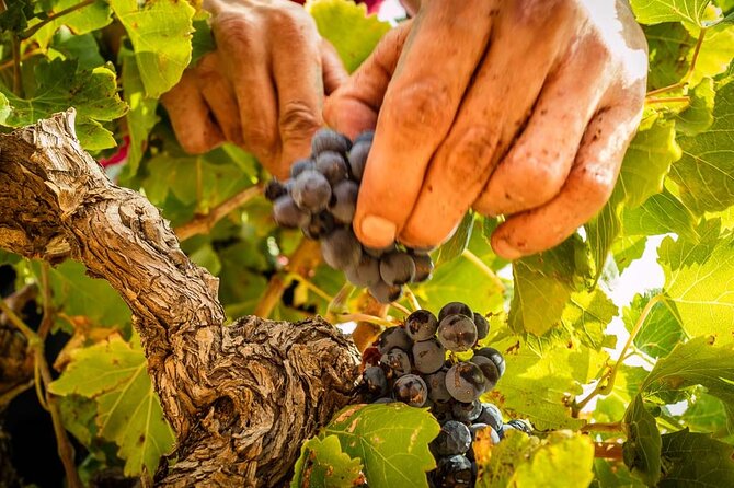 Private Wine Tasting and Walks in the Vineyards of Rivesaltes - Reviews