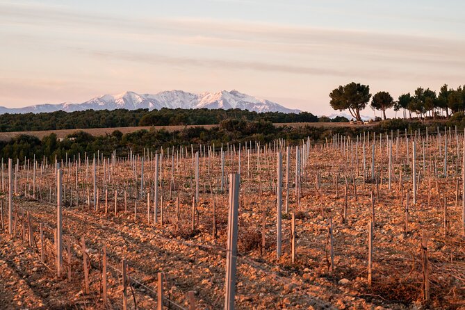 Private Wine Tasting and Walks in the Vineyards of Rivesaltes - Common Questions