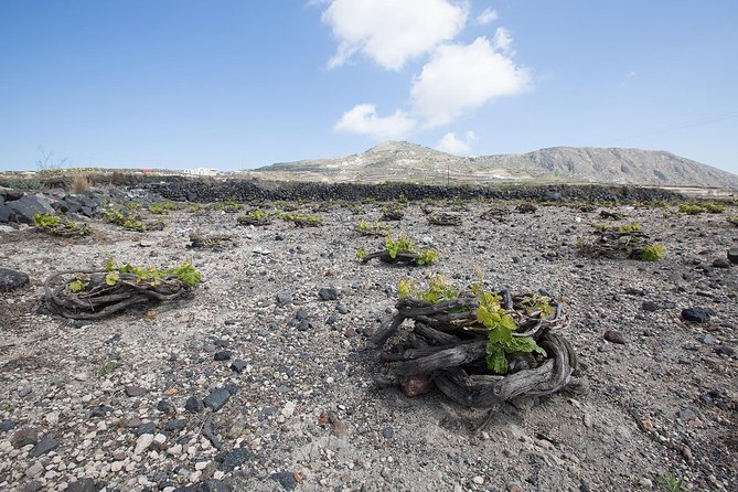 Private Wine Tasting at Your Place - Common Questions