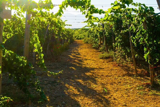 Private Wine Tasting - Exploring Different Wine Tasting Techniques