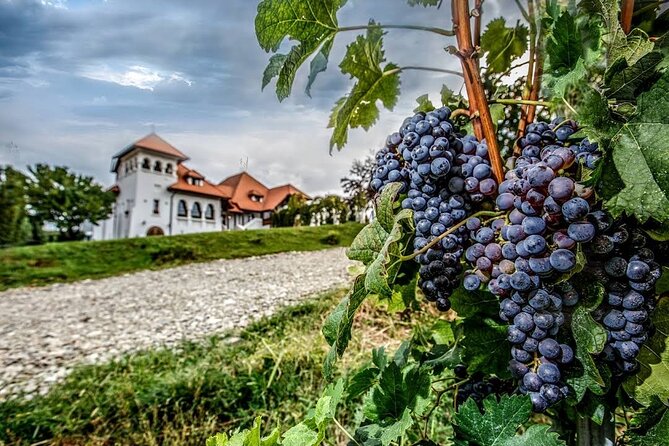Private Wine Tasting in Cellar and the Winemaking Process - Additional Information