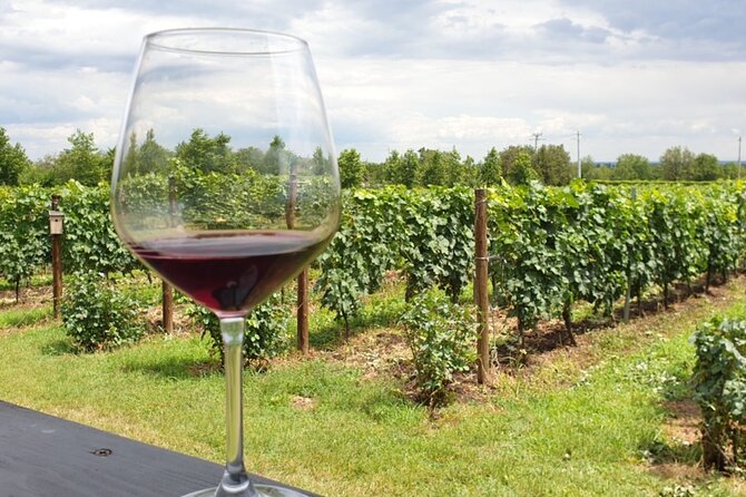 Private Wine Tasting in Cellar and the Winemaking Process - The Sum Up