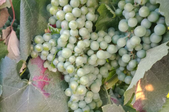 Private Wine Tasting in Frances Oldest Wine Region - Overview and Details