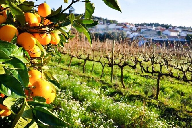 Private Wine Tasting Tour In Lisbon Wine Region - Pricing and Lowest Price Guarantee