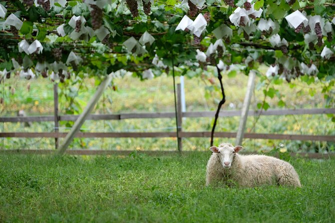 Private Wine Tasting Tour in Yamanashi Prefecture - The Sum Up