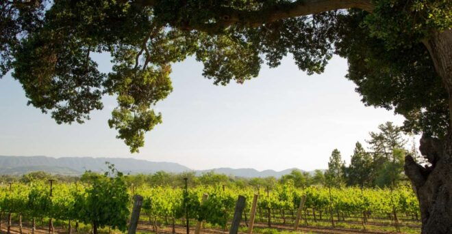 Private Wine Tasting Tour to Santa Ynez From Los Angeles - Return Details
