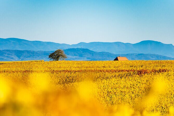 Private Wine Tasting Tour With Personal Driver in Alsace - Good To Know