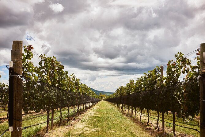 Private wine tasting & wine pairing tours - Exploring San Miguel de Allende’s Private Wine Tasting & Pairing Tour