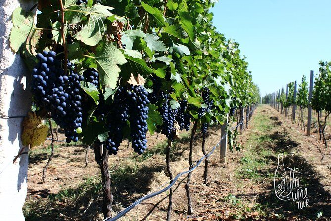 Private wine tasting & wine pairing tours - Good To Know