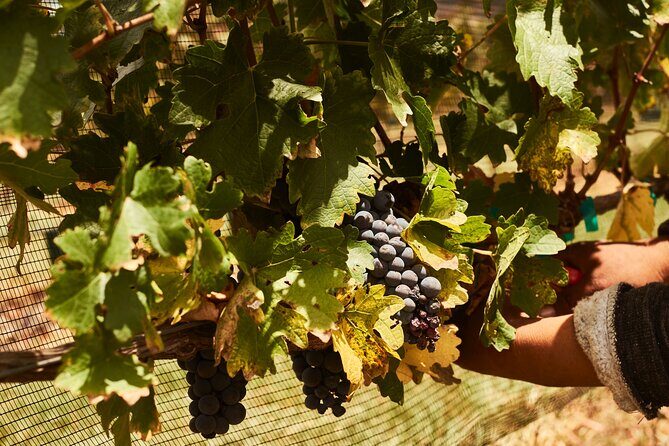 Private wine tasting & wine pairing tours - The Value of a Private Wine Tour