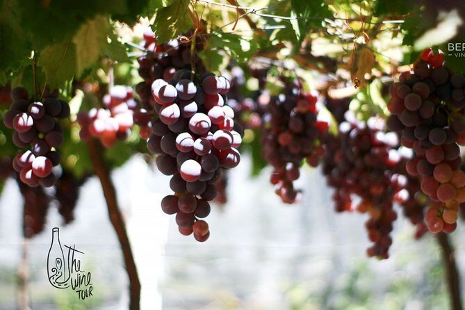 Private wine tasting & wine pairing tours - What to Expect on the Day