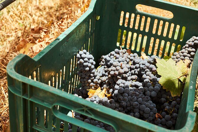 Private wine tasting & wine pairing tours - Summary