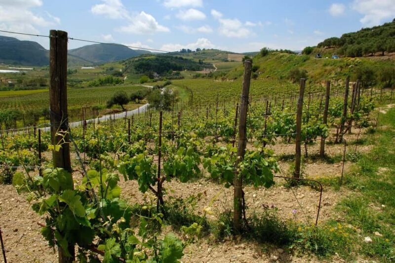 Private Wine Tour - Discovering Crete’s Winemaking Heritage