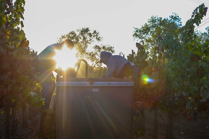 Private Wine Tour and Tastings at Dafnes Valley (Lunch Included) - Lunch Included in the Tour