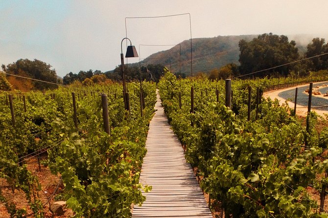 Private Wine Tour at Valle De Guadalupe (A Wine Tasting Included). - Additional Information and Reviews