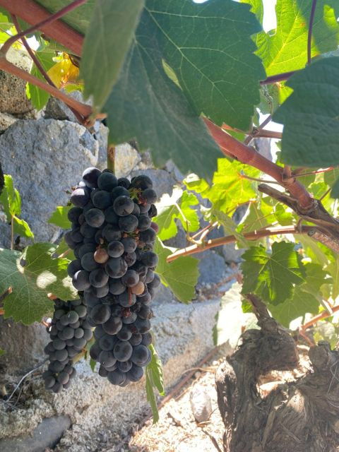Private Wine Tour for Wine Enthusiasts by Certified Guide - Booking and Cancellation Options