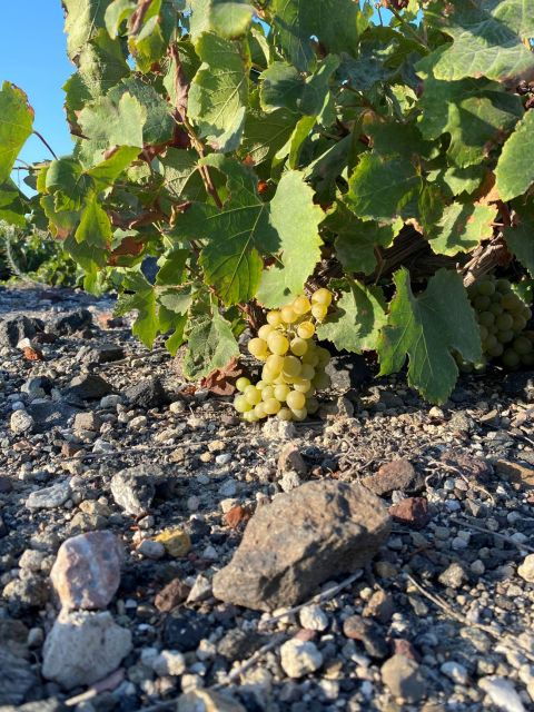Private Wine Tour for Wine Enthusiasts by Certified Guide - Highlights