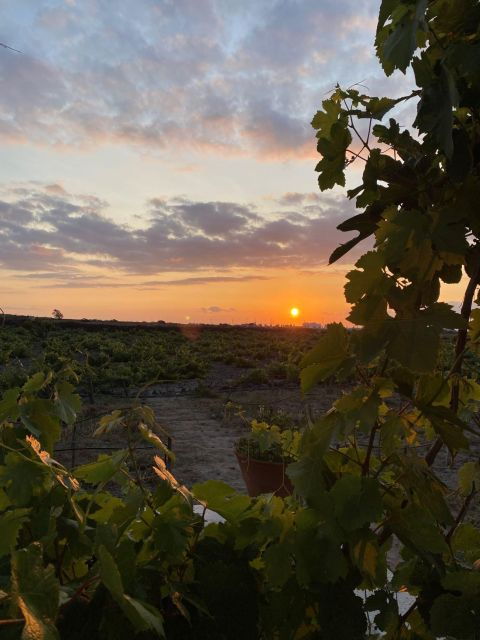 Private Wine Tour for Wine Enthusiasts by Certified Guide - Wheelchair Accessibility