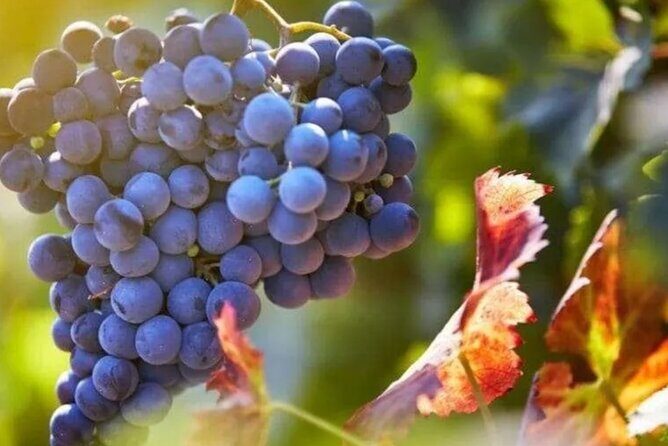 Private Wine Tour in Hunter Valley Pokolbin - Stop 2: VAMP by Lisa McGuigan