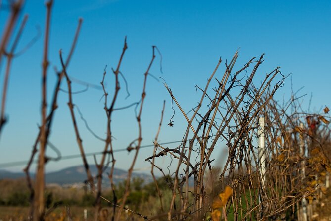 Private Wine Tour in the Gulf of Saint-Tropez - Tour Highlights