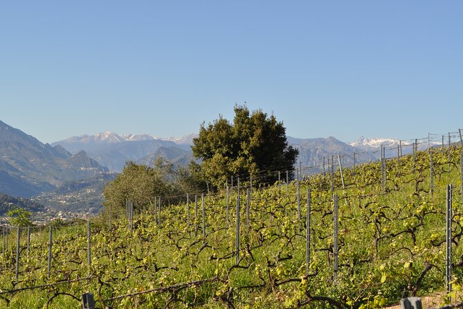 Private Wine Tour of the Vineyards on the French Riviera - Delicious Lunch Option