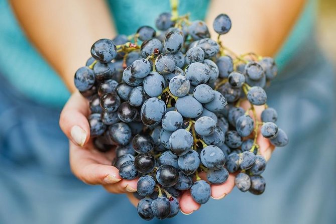 Private Wine Tour of the Vineyards on the French Riviera - The Sum Up
