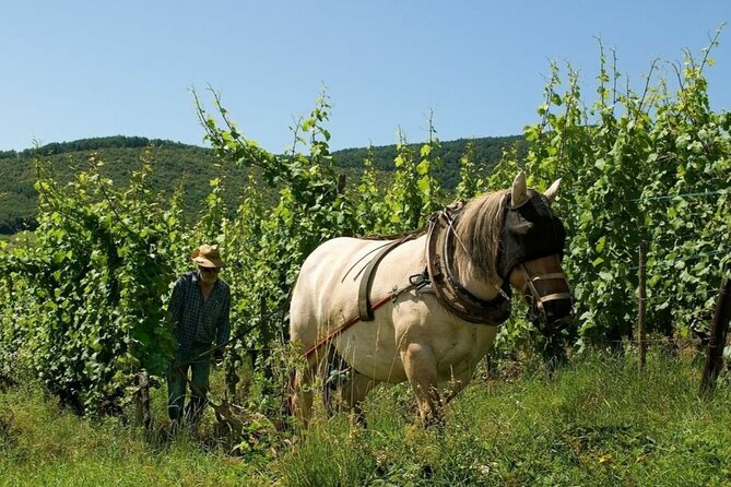 Private Wine Tour to Alsace - Common Questions