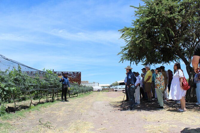 Private Wine Tour, Winemaker for a Day, Wine Pairing and Tasting - The Sum Up