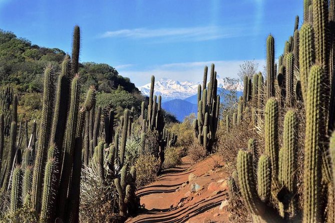 Private Wine Trekking Tour Including Chilean Country Grill - Tour Overview