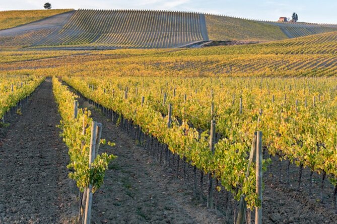 Private Wine Tuk Tour Siena - Tour Operator and Inclusions