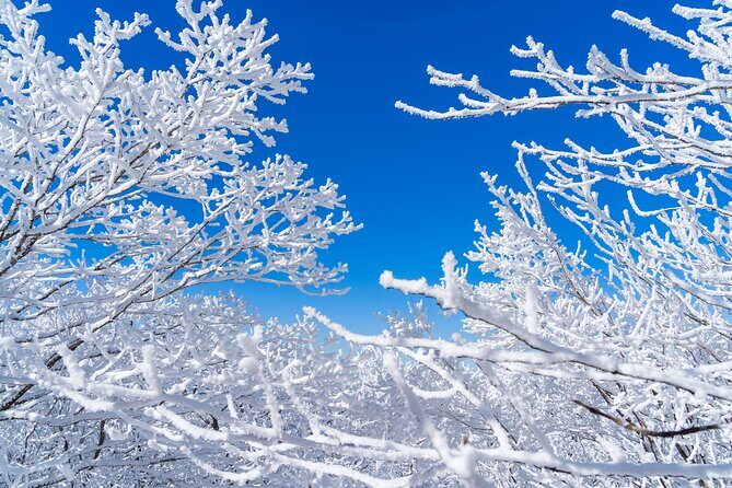 Private Winter Blossom Photo Tour with Free Photo Service - An In-Depth Look at the Winter Itinerary