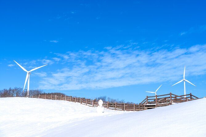 Private Winter Blossom Photo Tour with Free Photo Service - The Sum Up