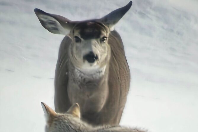 Private Wolf and Bear Watching in Yellowstone - Good To Know