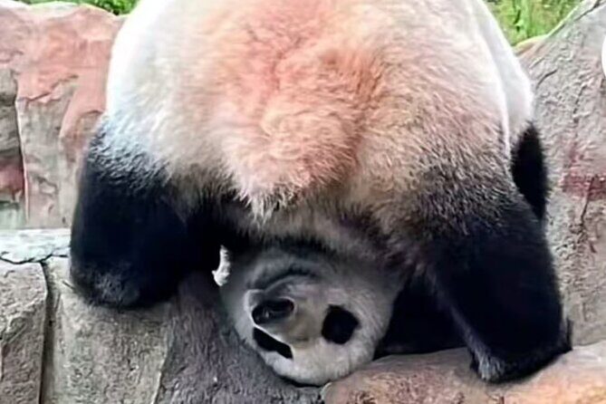 Private Xi'an Half day Panda Qizai Tour - A Closer Look at the Tour Experience