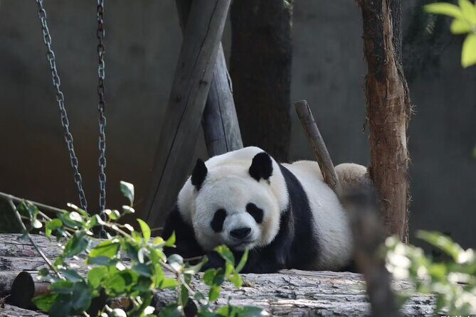 Private Xi'an Half day Panda Qizai Tour - Authentic Insights from Reviewers
