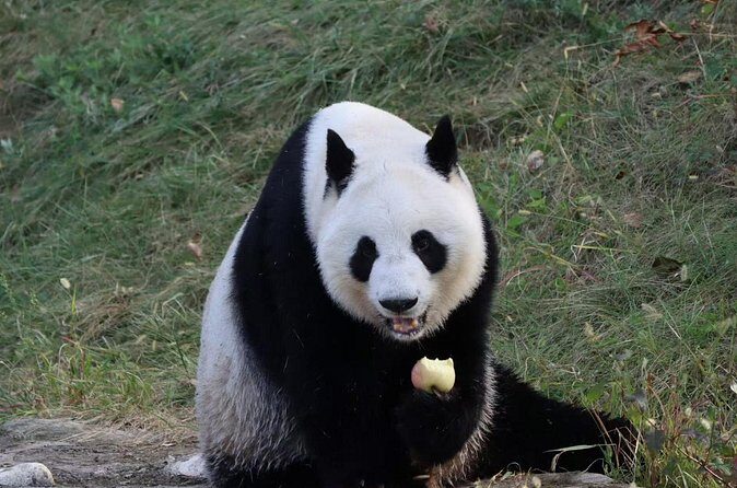 Private Xi'an Half day Panda Qizai Tour - Who Is This Tour Perfect For?