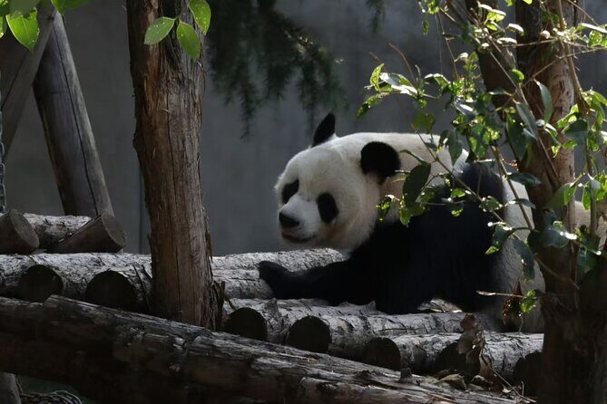Private Xi'an Half day Panda Qizai Tour - FAQs