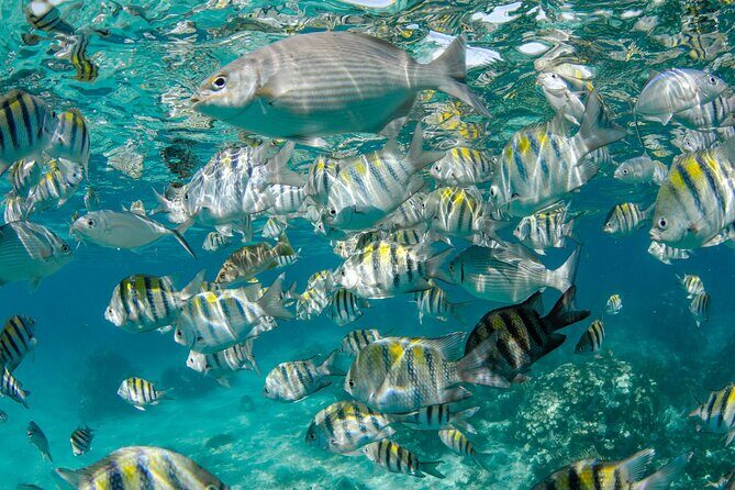 Private Yacht 48 ft Sting Ray City, Snorkel & Starfish Beach - FAQ