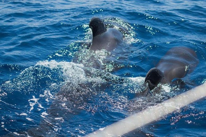 Private Yacht Charter With Whale Watching and Snorkeling  - Tenerife - On-board Tapas and Drinks