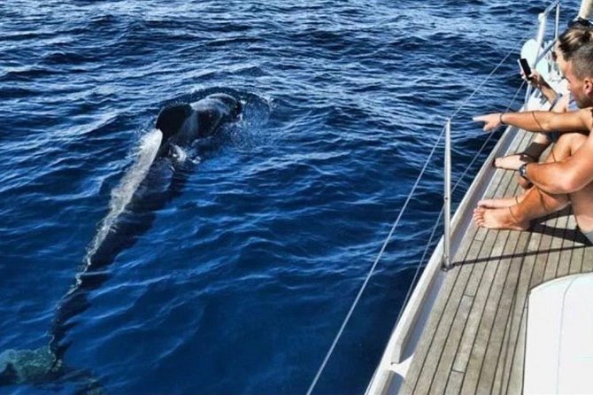 Private Yacht Charter With Whale Watching and Snorkeling  - Tenerife - Overall Experience
