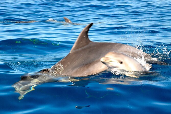 Private Yacht Excursion From Puerto Colon 3 Hours - The Sum Up