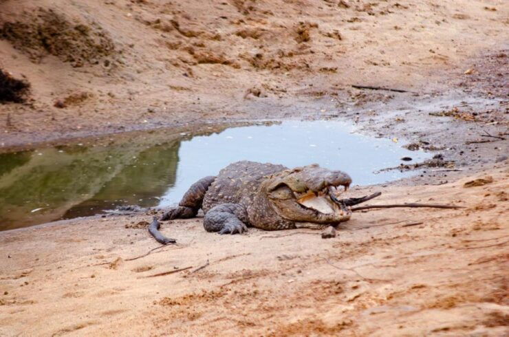 Private Yala National Park Wildlife Safari From Hambantota - Wildlife Safari Experience in Yala