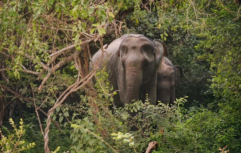Private Yala Safari from Galle  Eco Jeep Adventure - How the Tour Begins: Convenience and Comfort in Pickup
