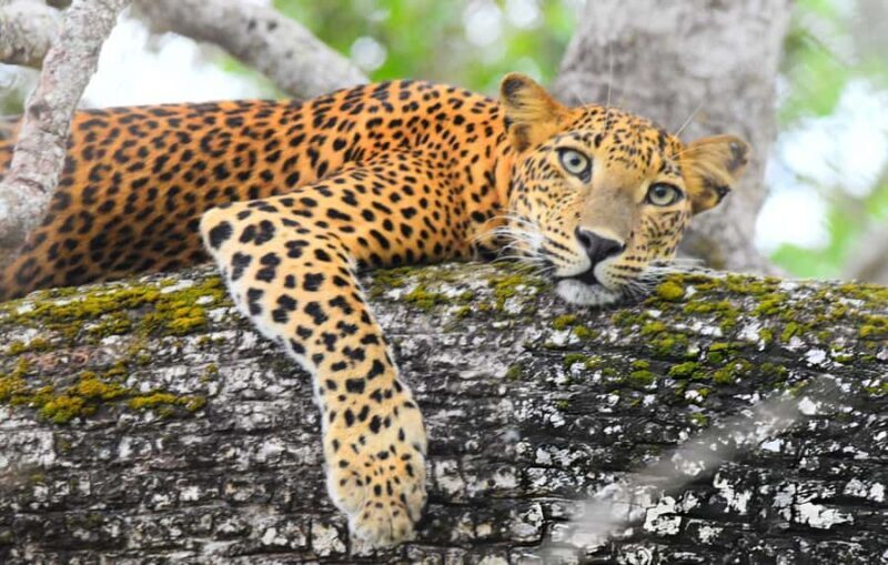 Private Yala Safari from Galle  Eco Jeep Adventure - Arriving at Yala: What to Expect